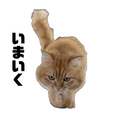 kakestore_20251203202036