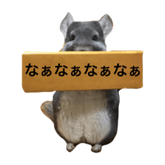 chinchilla_kohaku