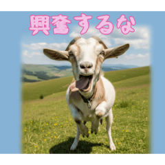 PAKAMOGOLY_20251203123545