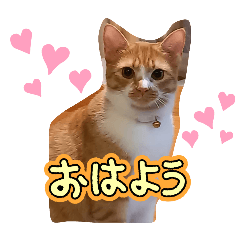 hachi_20251203153734
