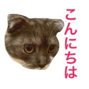 cat-mimichan2