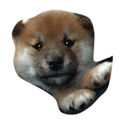he is poko.so cute!
