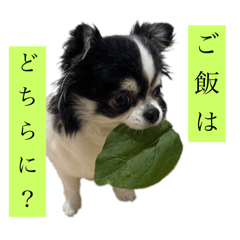 tamago_20251203222047