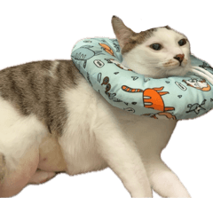 The牛 — 結紮版