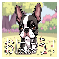 Lots of Boston Terriers