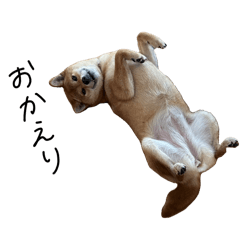 My family's dog and cat