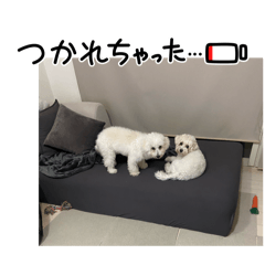 mimipin_20251203232449