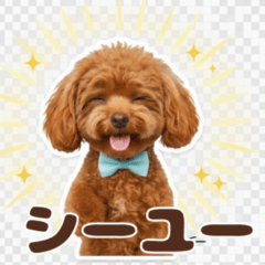 Cute Poodle's Katakana English