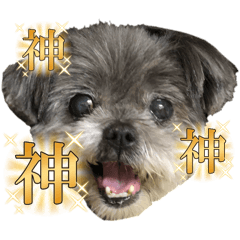 riopi_20251204004926