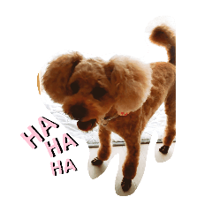 melon_20251204150316