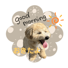 yanko_20251204141449