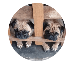 Pug dog thailand