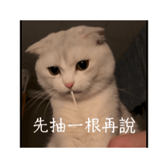 真的ライト