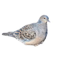 OSAKANA_20251204174143