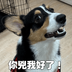 旺財的幹話(第二彈)