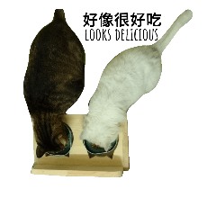 Body is like a pig, but he is a cat.(2)