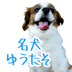 fine dog Yutaso!