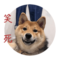 長得像土狗的柴犬