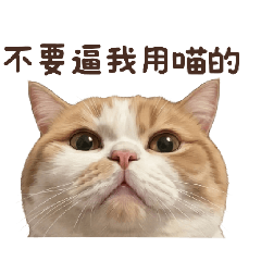 奶油英短貓-包包碎念篇
