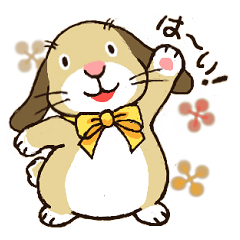 Lop rabbit Usako's daily life