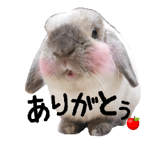 maro rabbit 1