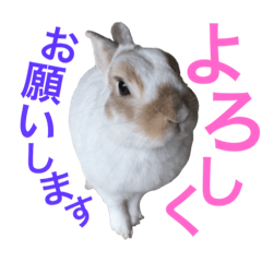 Cute rabbit Conito-san 11