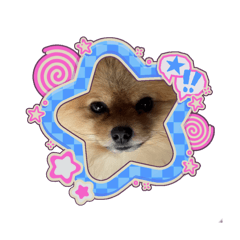 The cutest dog (sweet egg)