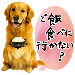 Golden Retriever  Questions