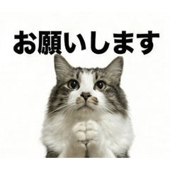 M.Tajima_20251205015441