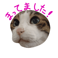 Wマニア用 猫による顔文字スタンプ Line スタンプ Line Store Wマニア用 猫による顔文字スタンプ Line スタンプ Line Store