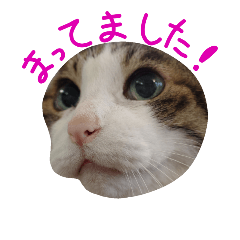 Cat-Face Stickers for Whisker Pad Lovers