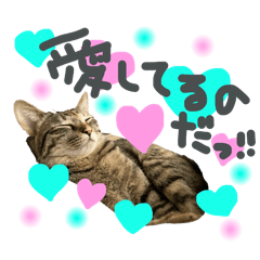 感情豊かなキジトラさん