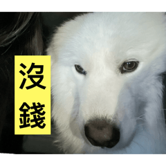 Samoyed fatsai