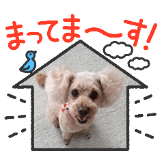 melon_20251205090657