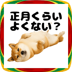 新年でもやる気のない柴犬