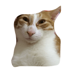 orange cat tom