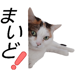 ryozie_20251205133633