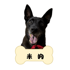 咪狗日常