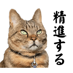 茶ねこさーんの日常