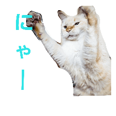 可愛い猫 新井まめ 01 にゃー Line スタンプ Line Store