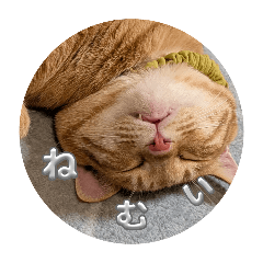 Nekoya_20251205201228