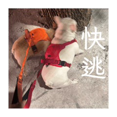 弟弟/妹妹 的日常