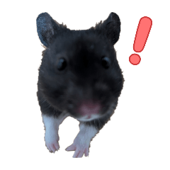 haaa38_20251205232602