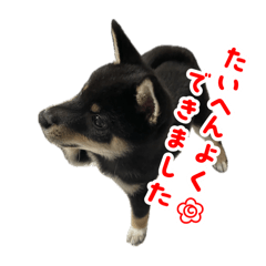 tamago_20251206140511