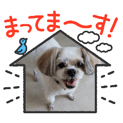 melon_20251206113446