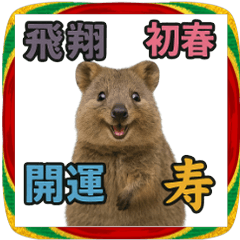 【あけおめ2026】クオッカワラビー4