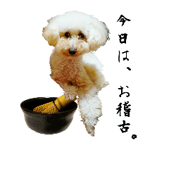 貴賓犬玩茶道 No.1