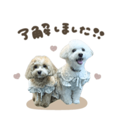 クレムくん☆ミロちゃんスタンダード