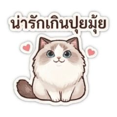 My Name is Lisa: Ragdoll Seal Lynx