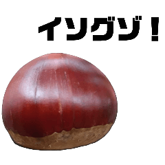 Large chestnut